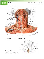 Sobotta Atlas of Human Anatomy  Head,Neck,Upper Limb Volume1 2006, page 125